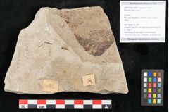 Foto (Objekt + Etikett) von Populus nigra Linne (NHMW-GEO-2024-0188-15008)